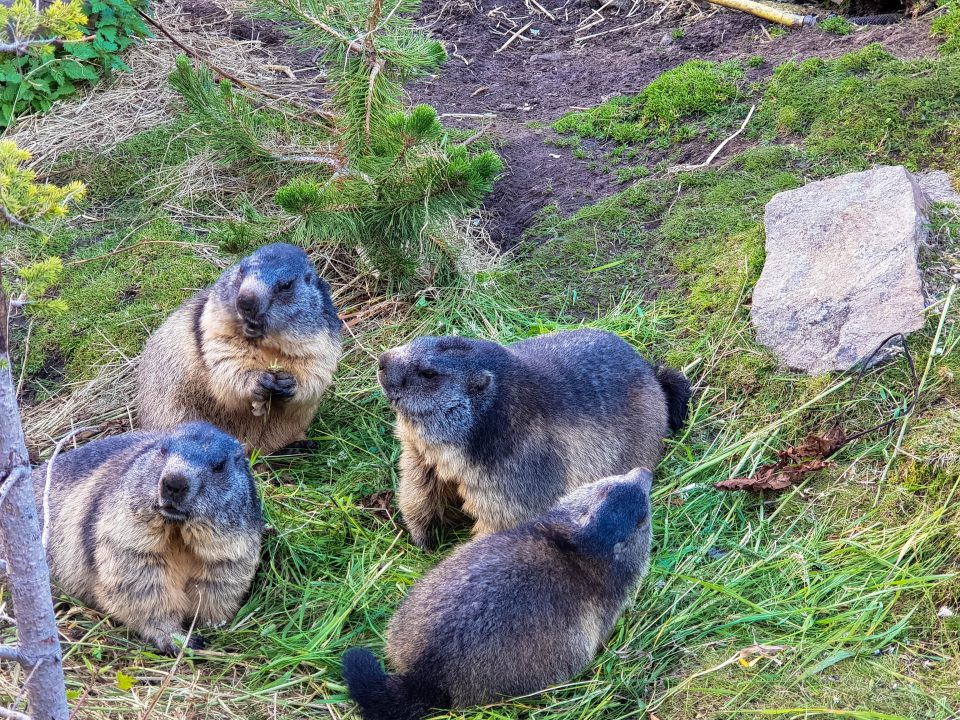 marmote